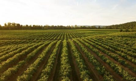 Pourquoi rêver de plantation ?