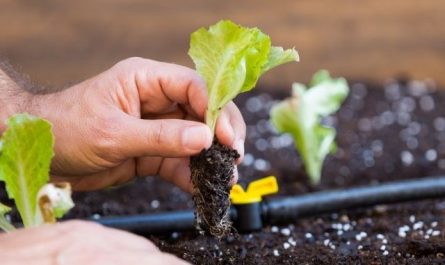 Pourquoi rêver de planter de la laitue ?