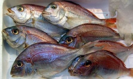 Pourquoi rêver de poisson dans le réfrigérateur ?
