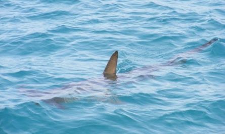 Pourquoi rêver de requin dans la mer ?