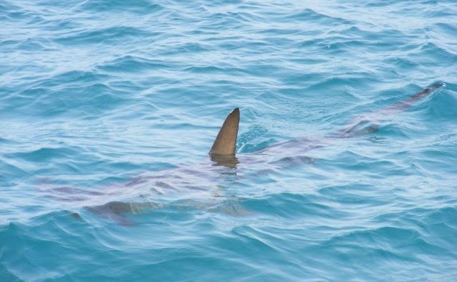 Pourquoi rêver de requin dans la mer ?