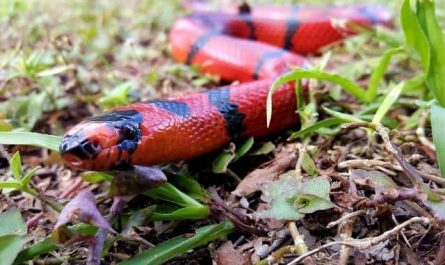 Pourquoi rêver de serpent rouge qui vous poursuit ?