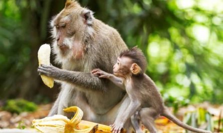 Pourquoi rêver de singe et de banane ?
