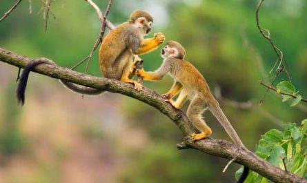 Pourquoi rêver de singes jaunes ?