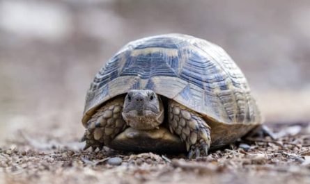 Pourquoi faire le rêve de tortue en psychologie ?