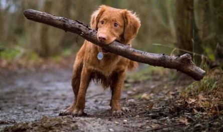 Pourquoi rêver d'abandonner son chien ?