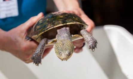 Pourquoi rêver d'attraper une tortue ?