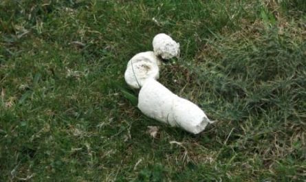 Pourquoi rêver d'excréments blancs ?