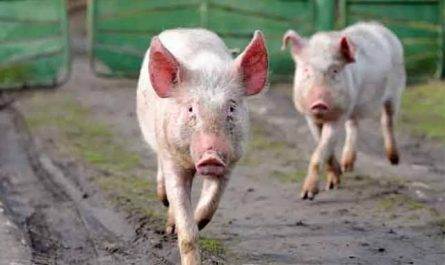 Pourquoi rêver d'un cochon courant derrière vous ?