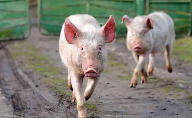 Pourquoi rêver d'un cochon courant derrière vous ?