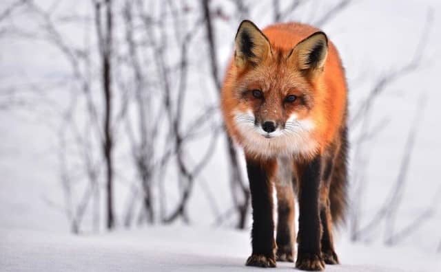 Pourquoi rêver d'un renard qui me regarde ?