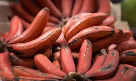 Pourquoi rêver de banane rouge ?