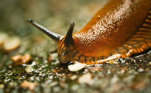 Pourquoi rêver de limace ?