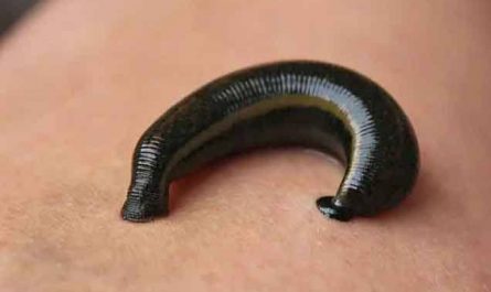 Pourquoi rêver de limaces sur le corps ?