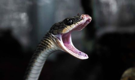 Pourquoi rêver de morsure de serpent noir ?