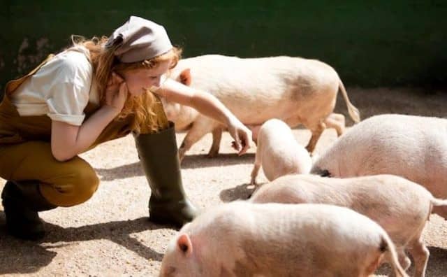 Pourquoi rêver de nourrir des cochons ?