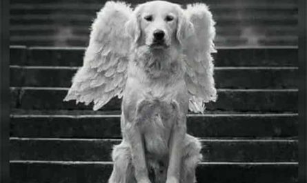 Pourquoi rêver de perdre son chien ?