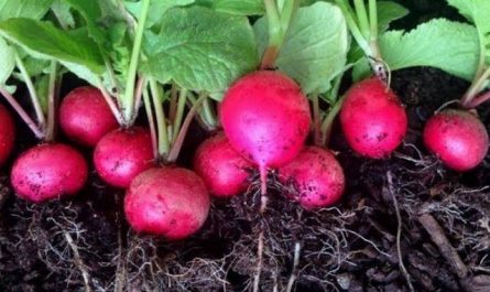 Pourquoi rêver de planter des radis ?