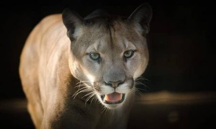 Pourquoi rêver de puma ?