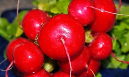Pourquoi rêver de radis ?