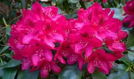 Pourquoi rêver de rhododendron ?