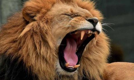 Pourquoi rêver de rugissements d'un Lion ?