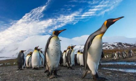 Pourquoi rêver de sauver des pingouins ?