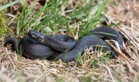 Pourquoi rêver de serpent noir ?