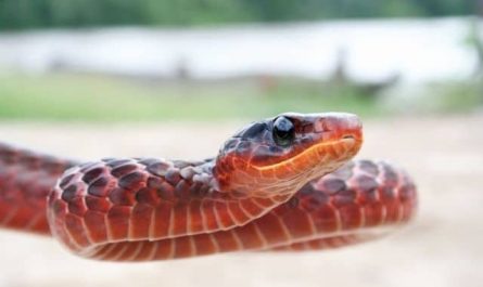 Pourquoi rêver de serpent rouge qui attaque ?