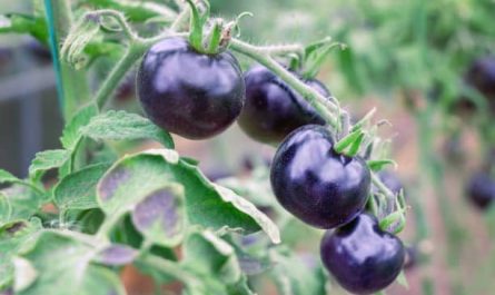 Pourquoi rêver de tomates noires ?