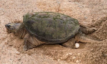 Pourquoi rêver de tortue en Islam ?
