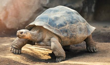 Pourquoi rêver de tortues ?