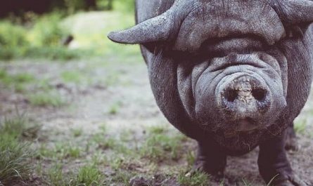Pourquoi rêver de tuer un cochon ?