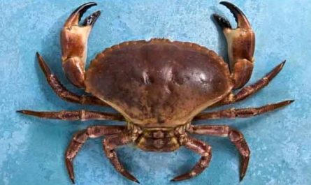 Pourquoi rêver de tuer un crabe ?