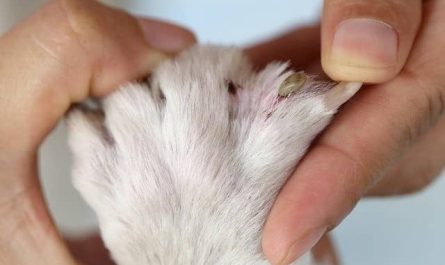 Pourquoi rêver de tuer une tique ?