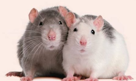 Pourquoi rêver de vomir un rat ?