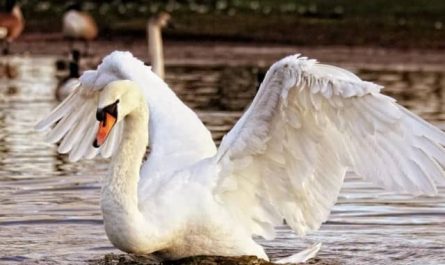 Pourquoi rêver d'une attaque de cygne ?