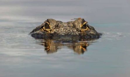 Pourquoi rêver d'un alligator dans l'eau ?