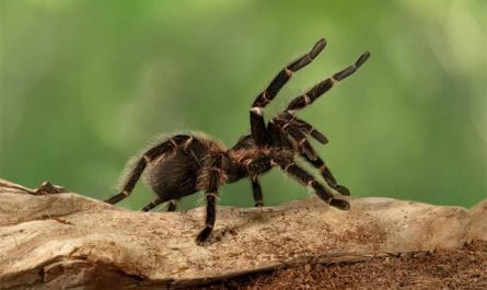 Pourquoi rêver d'araignée sauteuse ?