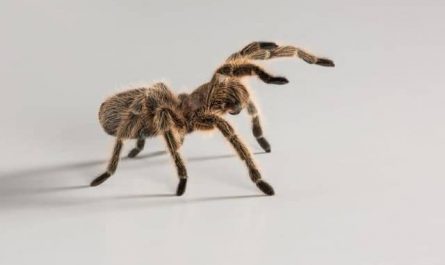 Pourquoi rêver d'araignées ?