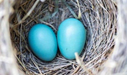 Pourquoi rêver d'oeufs bleus ?