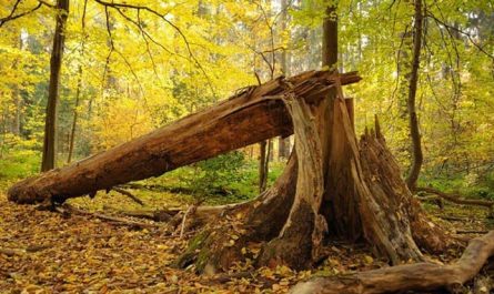 Pourquoi rêver d'un arbre qui tombe ?