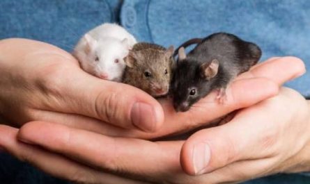 Pourquoi rêver de bébés rats ?