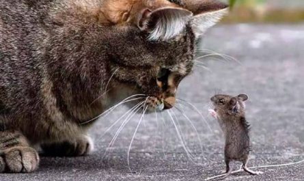 Pourquoi rêver de chat et de rat ?