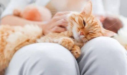 Pourquoi rêver de chat sur les genoux ?