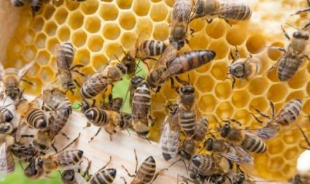 Pourquoi rêver de la reine des abeilles ?