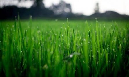 Pourquoi rêver de pelouse verte ?