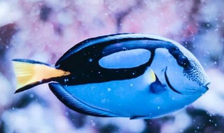 Pourquoi rêver de poisson bleu ?