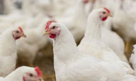 Pourquoi rêver de poules qui se battent ?