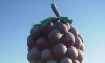Pourquoi rêver de raisins géants ?